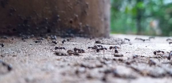 Close-up of ant on ground