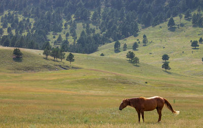 Horse grazing on field