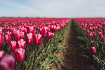 Close-up of pink tulips on field against sky