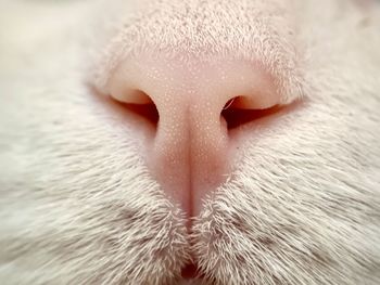 Cat noze pink white