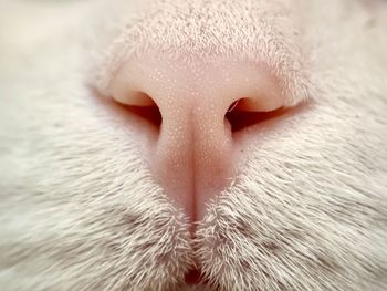 Close-up of cat