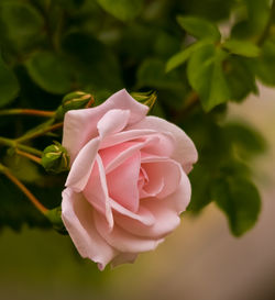 Close-up of pink rose