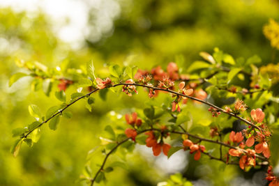 Close-up of berries growing on tree