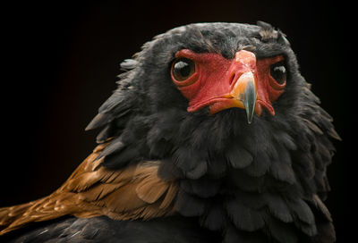 Close-up of eagle against black background