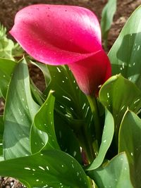 Close-up of red flower blooming outdoors