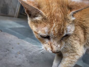 Close-up of cat