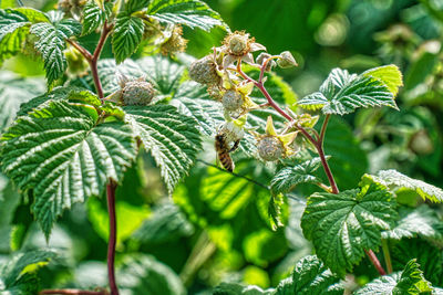 Close-up of green leaves on plant