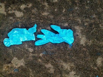 High angle view of blue leaf