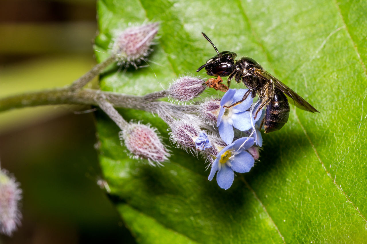 Canon 600D + Tamron 90 2.8