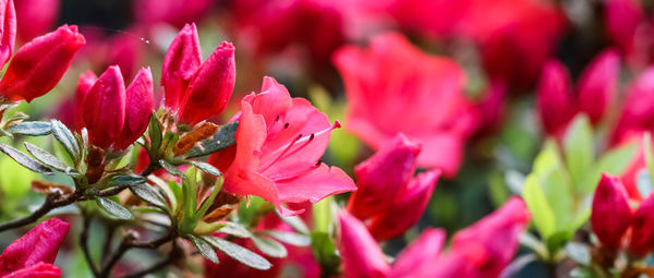 Close-up of red tulips