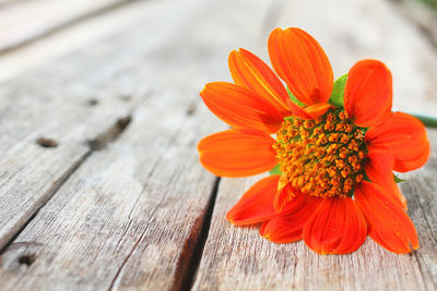 Close-up of orange flower on wood