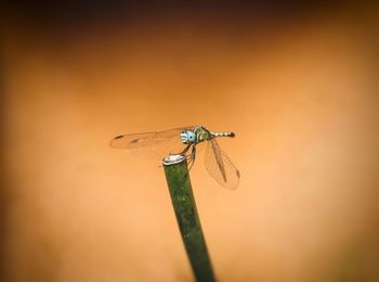 Close-up of dragonfly on twig