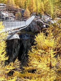 Full frame shot of yellow tree