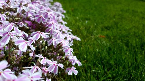 Close-up of purple flowers blooming outdoors