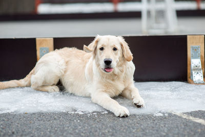 Portrait of golden retriever sitting on frozen walkway