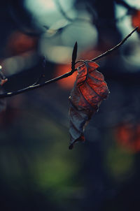 Close-up of dried autumn leaf on twig