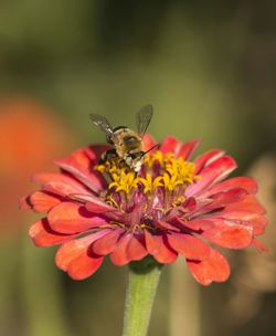 Close-up of honey bee pollinating on white flower