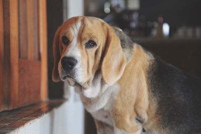 Close-up of dog