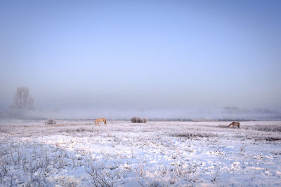 Scenic view of snow covered field against clear sky