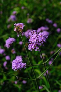 Close-up of purple flowering plants on field