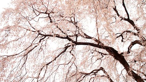 Full frame of cherry blossom tree