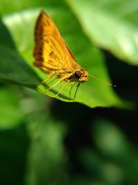 Close-up of butterfly on flower