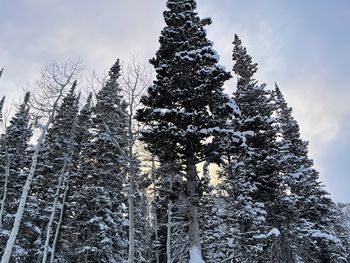 Low angle view of pine trees against sky