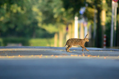 Side view of giraffe running on road in city