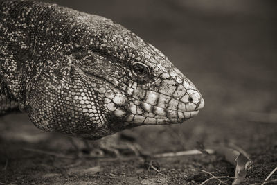 Close-up of lizard