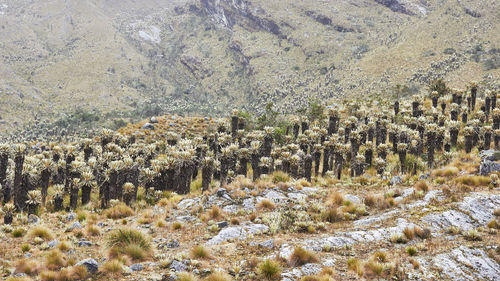 Plants growing on land