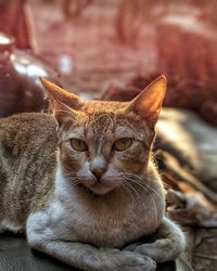 Close-up portrait of a cat resting