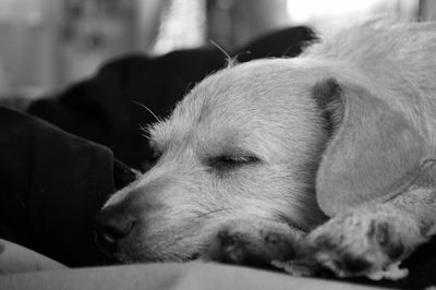 Close-up of a dog resting