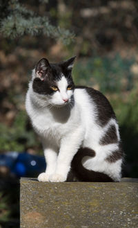 Black and white cat looking aside