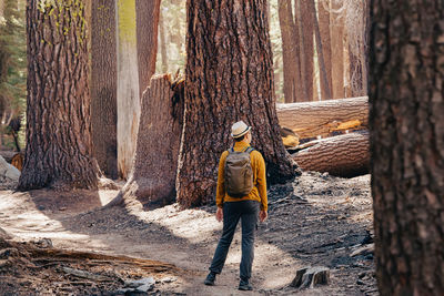 Man hiking in sequoia and redwood tree forest. view from the back. sunny day, northern california