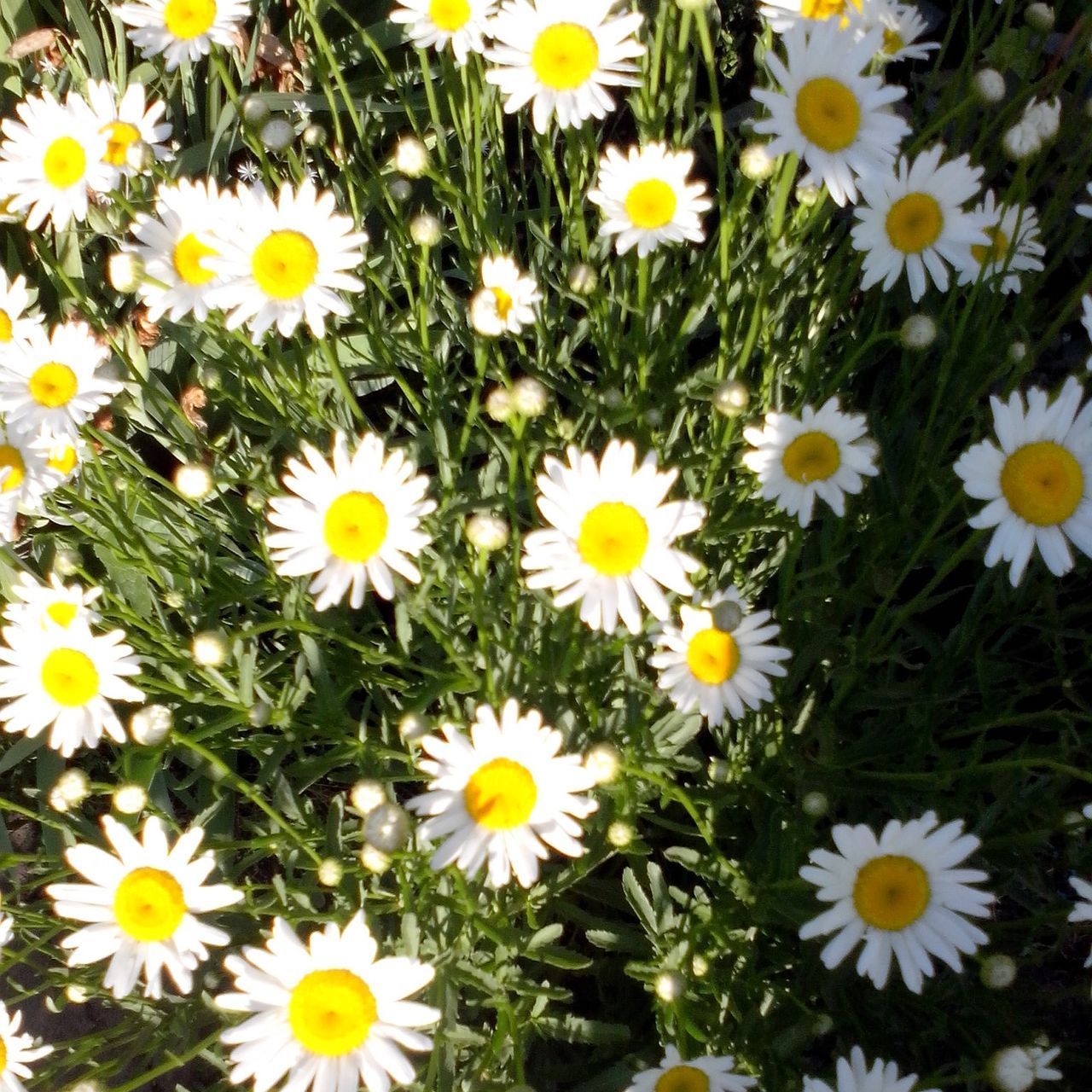 flower, freshness, fragility, petal, daisy, growth, flower head, beauty in nature, yellow, white color, nature, high angle view, blooming, plant, field, pollen, in bloom, abundance, day, close-up