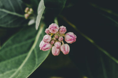 Close-up of buds on plant