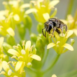 Close-up of bee pollinating flower