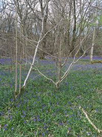 Plants growing on landscape