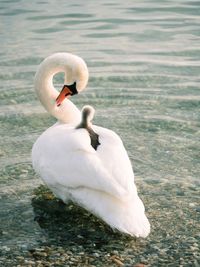 Swan with cygnet swimming on river