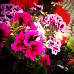 High angle view of pink flowering plant