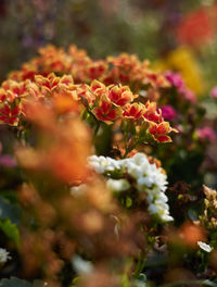 Close-up of pink flowering plant