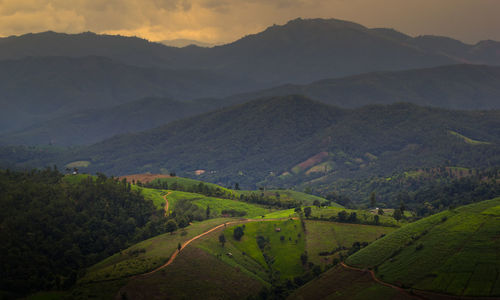 High angle view of vineyard against mountains