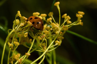 Close-up of ladybug on plant