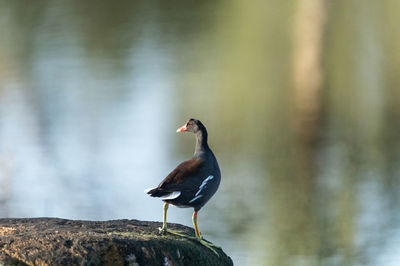 Common moorhen gallinula chloropus perches on a rock over a pond in naples, florida