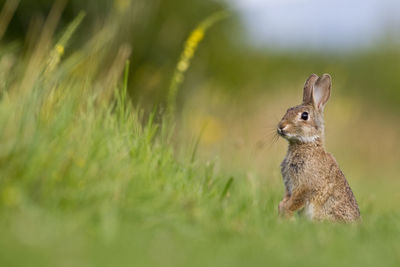 Close-up of rabbit outdoors