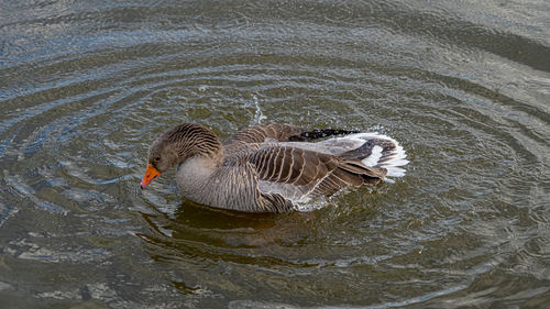 High angle view of duck swimming in lake