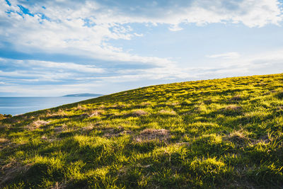 Scenic view of field against sky