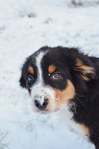 Close-up portrait of dog