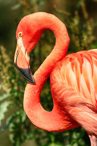 Close-up of a bird