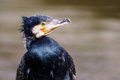 Close-up of a bird looking away